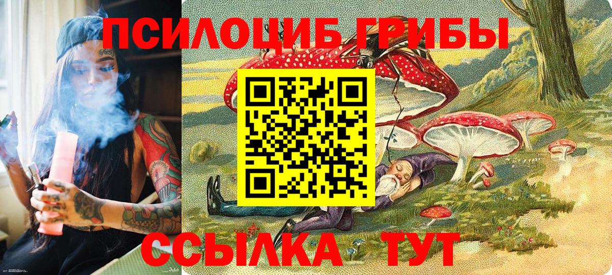 Псилоцибиновые грибы Psilocybe Заводоуковск